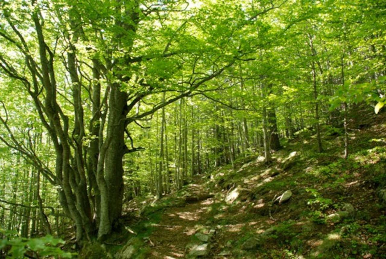 Naturaleza Y Aire Puro En El Pirineo Oriental En Una Bonita Casa Rural De Piedra Пра-де-Молло-ла-Прест Экстерьер фото